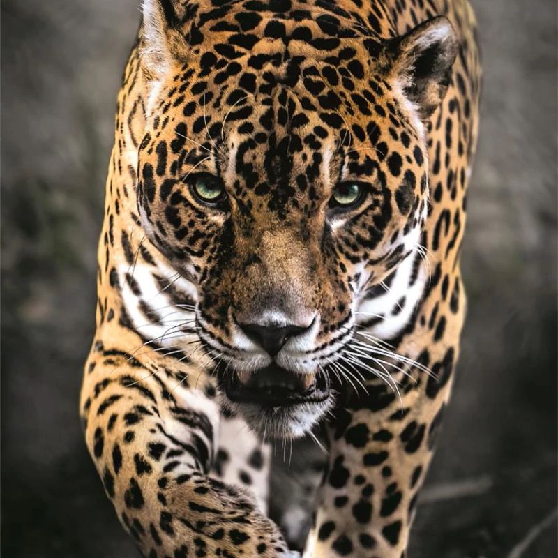 Clementoni Jaguar på jakt 1000 Brikker 50x70cm